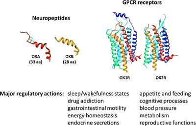 Orexins as Novel Therapeutic Targets in Inflammatory and Neurodegenerative Diseases